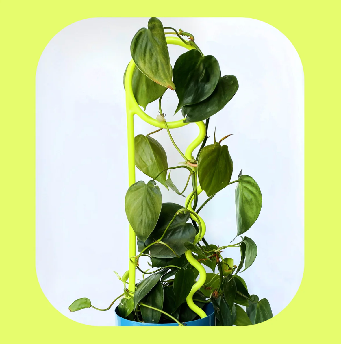 You Lucky Things Plant Pin