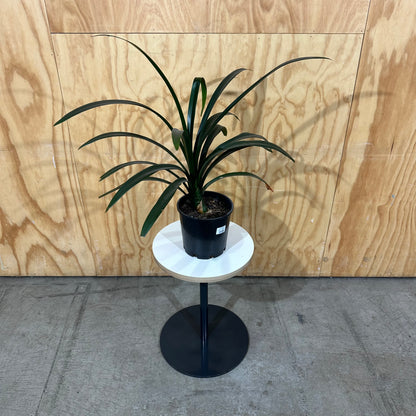 Small Round Side Table with Exposed Plywood Edge