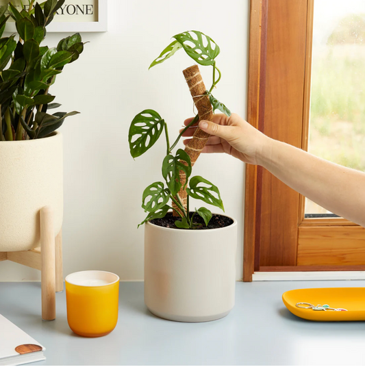 We the Wild Coco Climber