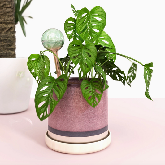 We the Wild Self Watering Plant Globes - Green