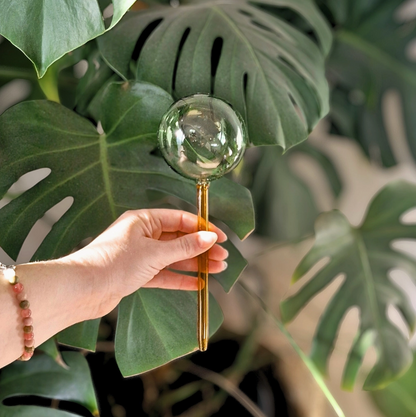 We the Wild Self Watering Plant Globes - Green