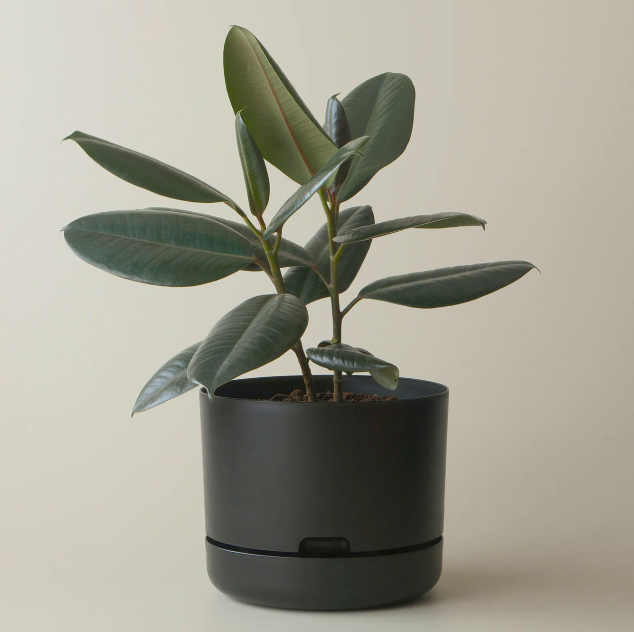 Mr Kitly Selfwatering Plantpot 215mm